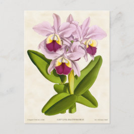 Roze Cattleya Orchidee  Botanisch Briefkaart