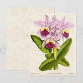 Roze Cattleya Orchidee  Botanisch Briefkaart (Voorkant / Achterkant)