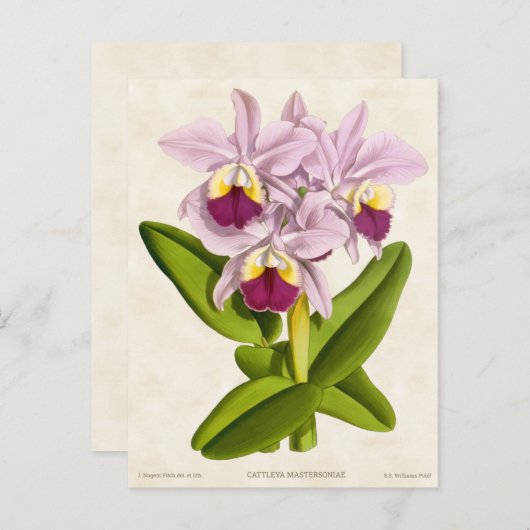 Roze Cattleya Orchidee Botanisch Briefkaart (Voorkant / Achterkant)