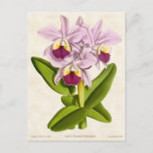Roze Cattleya Orchidee Botanisch Briefkaart (Voorkant)