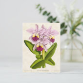 Roze Cattleya Orchidee  Botanisch Briefkaart (Staand voorkant)