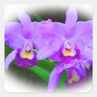 Roze Cattleya Orchids Vierkante Sticker
