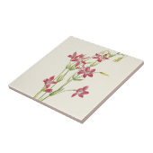 Roze centrum door Mary Vaux Walcott Tegeltje (Zijkant)