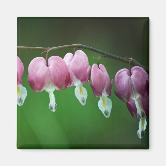 Roze Charms Magnet (Voorkant)