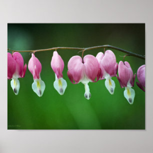 Roze Charms Print