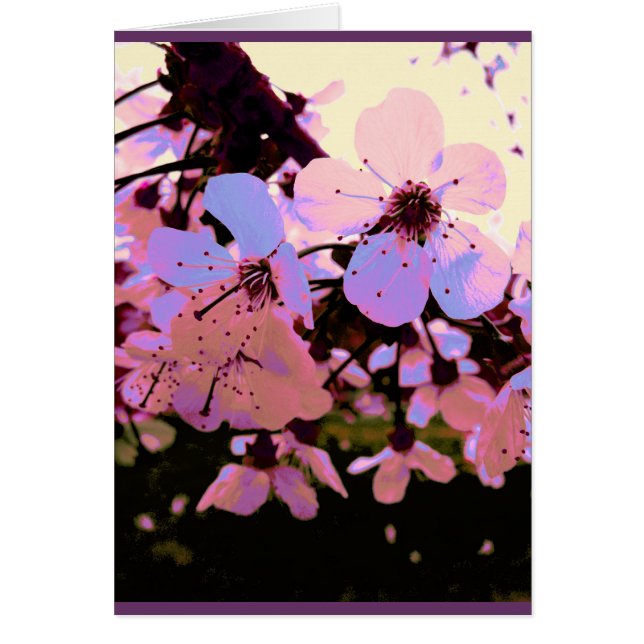 Roze Cherry Blossom (Voorkant)