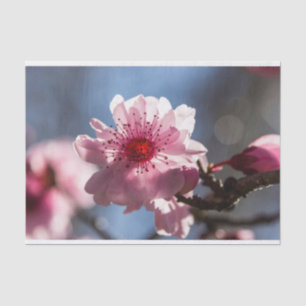 Roze Cherry Blossom Backlit in the Sunshine Tissuepapier