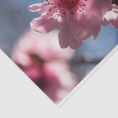 Roze Cherry Blossom Backlit in the Sunshine Tissuepapier (Detail)