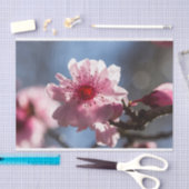 Roze Cherry Blossom Backlit in the Sunshine Tissuepapier (Craft)