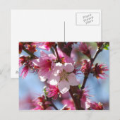 Roze Cherry Blossom briefkaart (Voorkant / Achterkant)