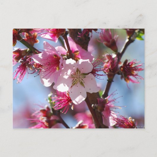 Roze Cherry Blossom briefkaart (Voorkant)