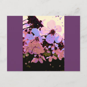 Roze Cherry Blossom Briefkaart