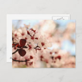 Roze Cherry Blossom Briefkaart (Voorkant / Achterkant)
