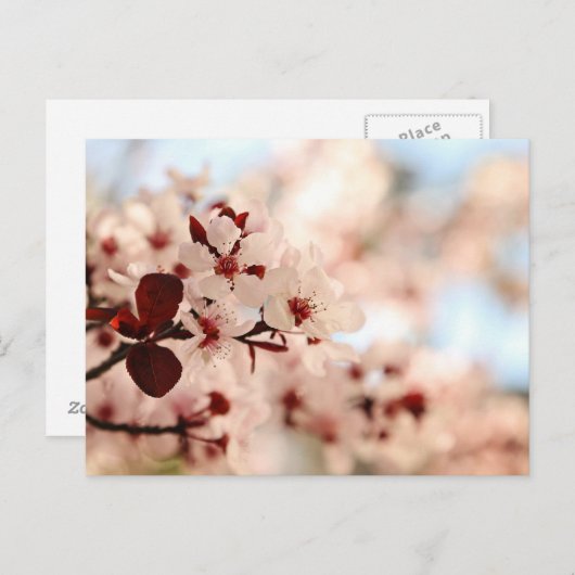 Roze Cherry Blossom Briefkaart (Voorkant / Achterkant)