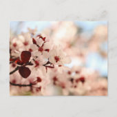 Roze Cherry Blossom Briefkaart (Voorkant)