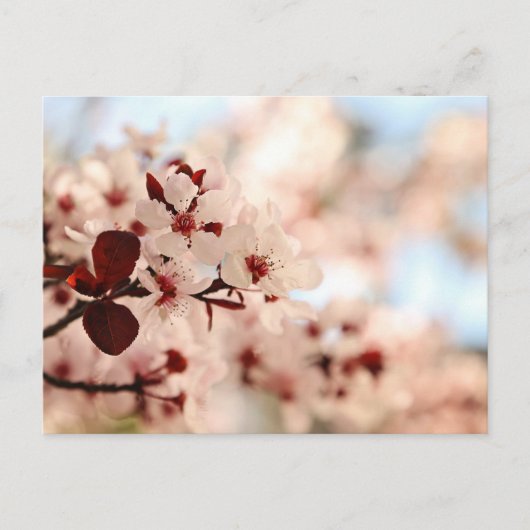 Roze Cherry Blossom Briefkaart (Voorkant)