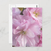 Roze Cherry Blossom Briefkaart (Voorkant / Achterkant)