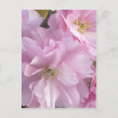 Roze Cherry Blossom Briefkaart (Voorkant)