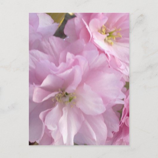 Roze Cherry Blossom Briefkaart (Voorkant)