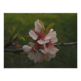 Roze Cherry Blossom Floral Foto Foto Afdruk