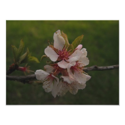 Roze Cherry Blossom Floral Foto Foto Afdruk (Voorkant)