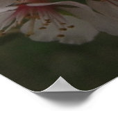 Roze Cherry Blossom Floral Foto Poster (Hoek)