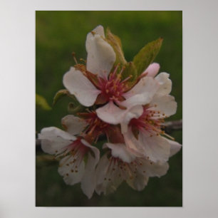 Roze Cherry Blossom Floral Foto Poster