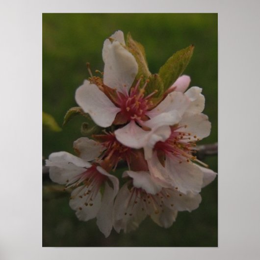 Roze Cherry Blossom Floral Foto Poster (Voorkant)