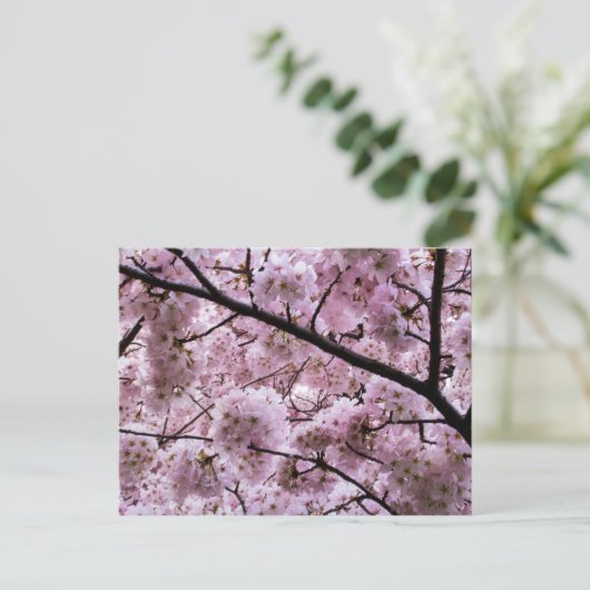 Roze Cherry Blossom Flower Canopy Briefkaart (Staand voorkant)