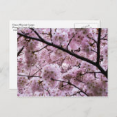 Roze Cherry Blossom Flower Canopy Briefkaart (Voorkant / Achterkant)