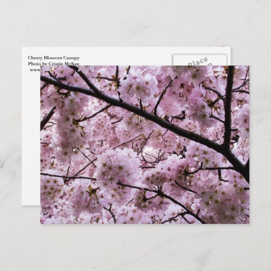 Roze Cherry Blossom Flower Canopy Briefkaart (Voorkant / Achterkant)