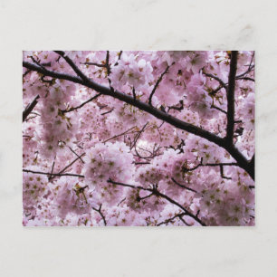 Roze Cherry Blossom Flower Canopy Briefkaart