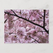 Roze Cherry Blossom Flower Canopy Briefkaart (Voorkant)