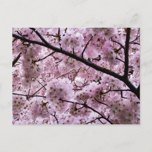Roze Cherry Blossom Flower Canopy Briefkaart (Voorkant)