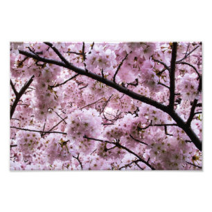 Roze Cherry Blossom Flower Canopy Foto Afdruk