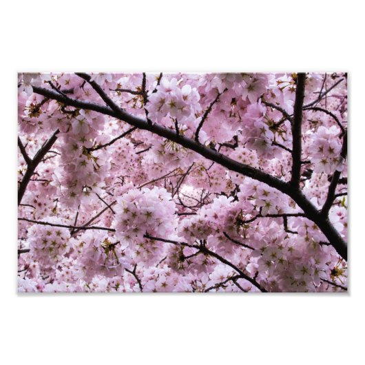 Roze Cherry Blossom Flower Canopy Foto Afdruk (Voorkant)