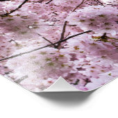 Roze Cherry Blossom Flower Canopy Foto Afdruk (Hoek)