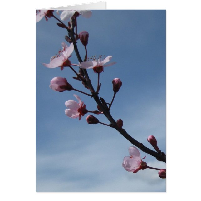 Roze Cherry Blossom Flowering Tree Card (Voorkant)
