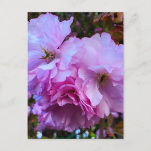 Roze Cherry Blossom Flowers Briefkaart