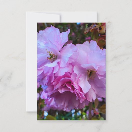 Roze Cherry Blossom Flowers Kaart (Voorkant)