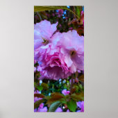 Roze Cherry Blossom Flowers Poster (Voorkant)