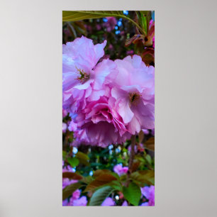 Roze Cherry Blossom Flowers Poster