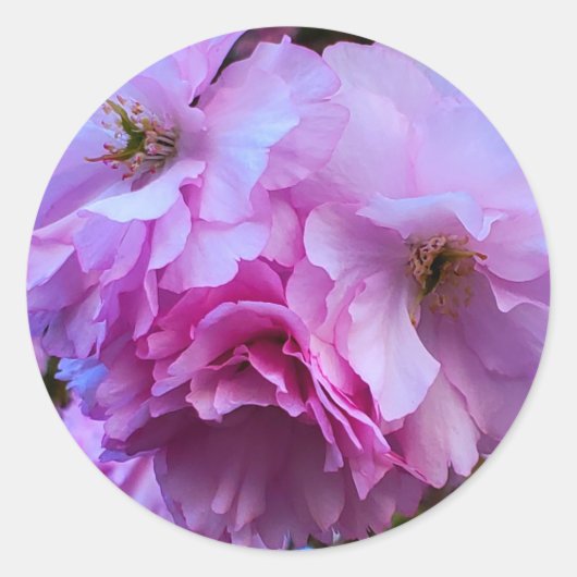 Roze Cherry Blossom Flowers Ronde Sticker (Voorkant)