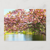 Roze Cherry Blossom in het bloem Briefkaart (Voorkant)