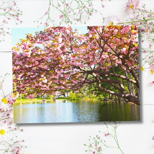 Roze Cherry Blossom in het bloem Briefkaart