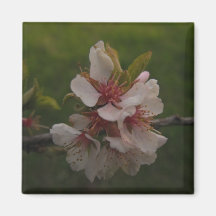 Roze Cherry Blossom op Green Background Foto