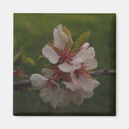 Roze Cherry Blossom op Green Background Foto Magneet