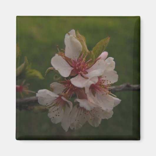 Roze Cherry Blossom op Green Background Foto Magneet (Voorkant)