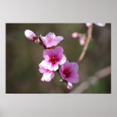 Roze Cherry Blossom Poster (Voorkant)