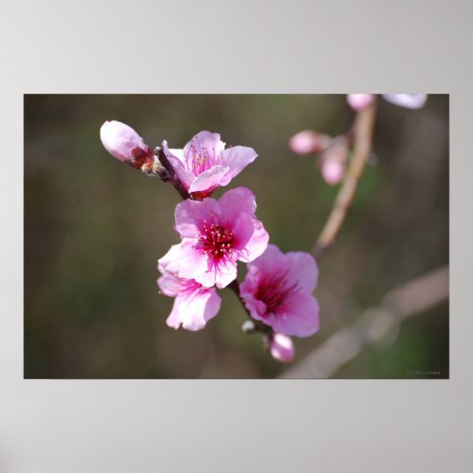 Roze Cherry Blossom Poster (Voorkant)